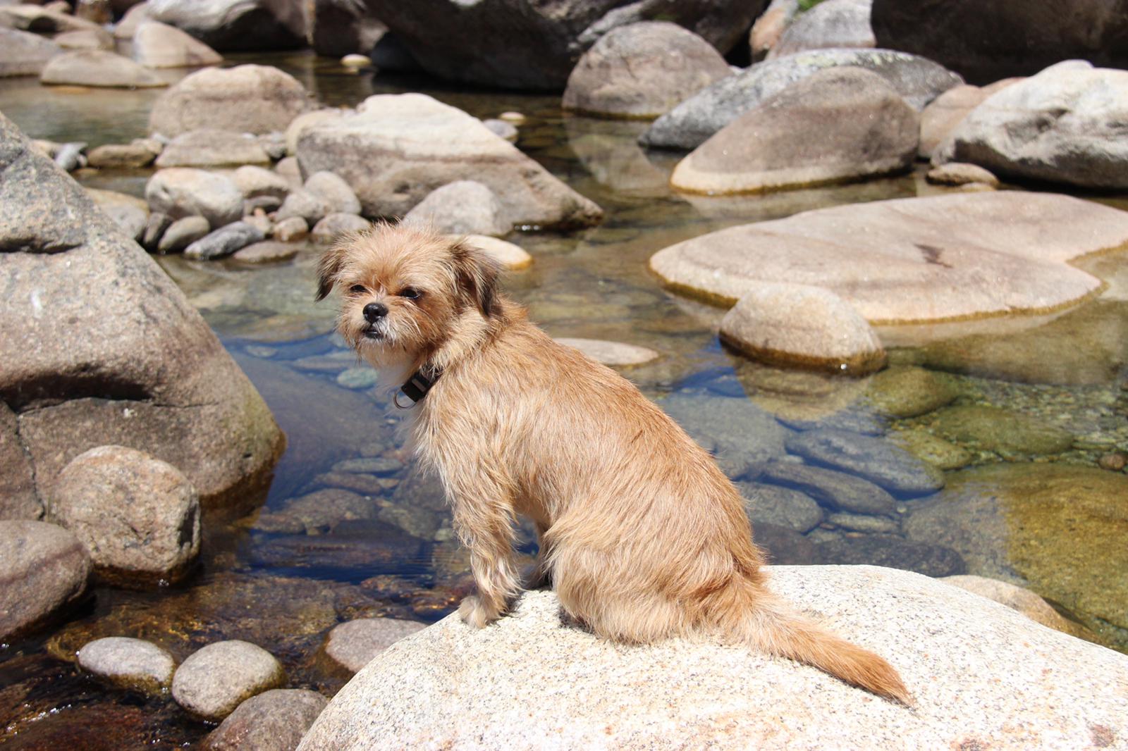 Say Hello to CJ's Furry Friends Volume Two